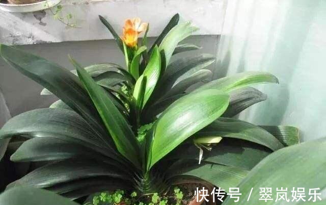 君子兰,即将“休眠期”,注意3个养护技巧,才能绿油油花苞多!