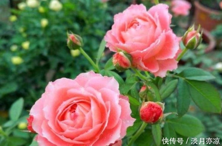 庭院选这几款花,花姿妖娆,花大多又艳,一开就是300多天!