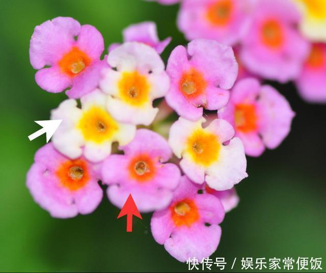 被子植物我就是要开最多彩的花，传最高效的粉！