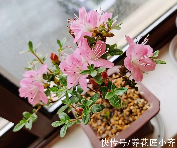 网上常见的4种花，要谨慎购买，虽然销量不低，但是都是“骗局”