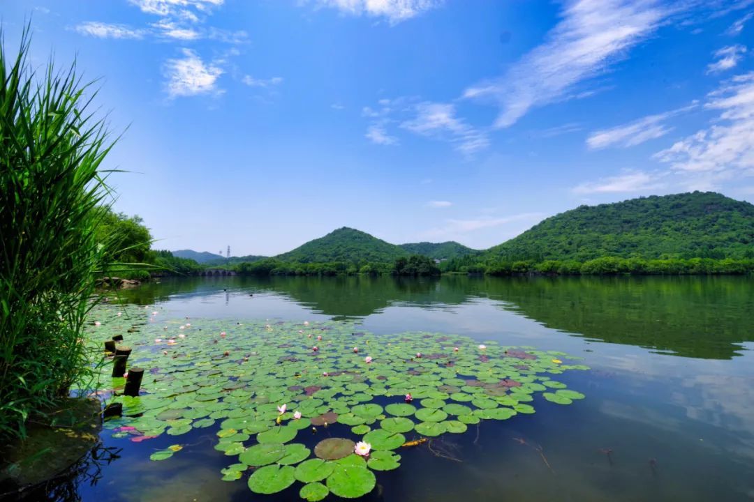摄影|这片百亩花海绽放在即！初夏的湘湖竟藏着这么多惊喜~