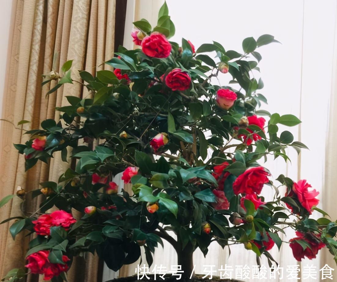 10大健康花,建议养一盆,不但能吸废气制氧气,还好养贵气