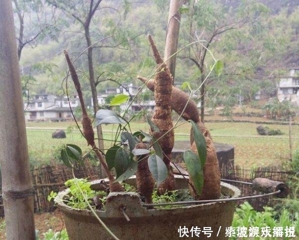 此物|此物人称“南方小人参”，价值不菲却被误当成柴火，网友：可惜了