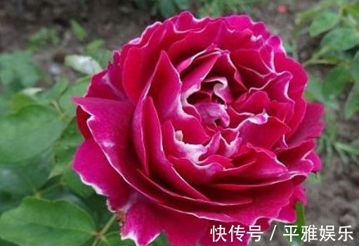 喜欢菊花,不如养盆“月季珍品”紫袍玉带,似美人飞舞,美丽妖娆