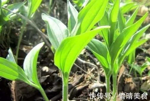 东北山上的这野菜，吃起来有点甜甜的，用来蘸酱吃非常美味！