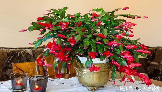 开始养蟹爪兰,教你4个方法,叶尖早早冒花苞,开花多