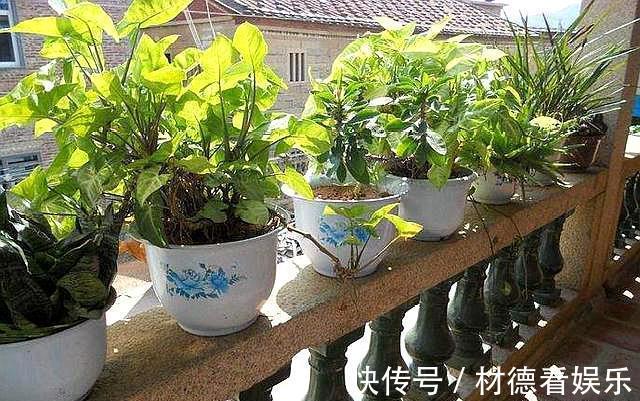 透水性|养花配土加点“它”,土壤透气有营养,根系满盆,植株健壮开花多