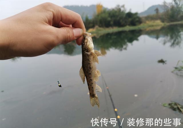 钓鱼|钓鱼人最讨厌的鱼排名！罗非名声最臭，鲤鱼居然也上榜