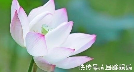 菡萏!荷花有33个名字,不说不知道,12首经典古诗词,都是写荷花的