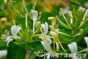 失眠|经常失眠睡不好,用此花泡水喝,去烦润燥,降血压,夜里睡得香甜