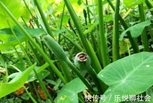 消肿止痛|乡下一种野菜，老一辈人都认识，消肿止痛，蕴含维生素