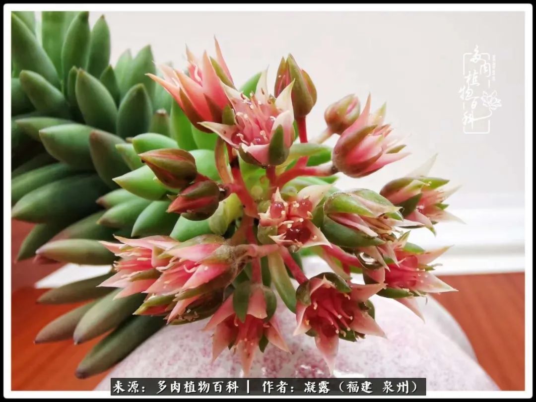 喜欢养肉,喜欢赏肉,更喜欢拍,如此怎能不掉肉坑