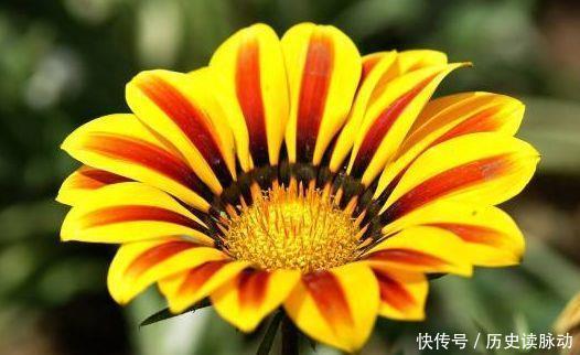 此款花草适合新手养,不用操啥心,花开媲美玫瑰,花朵姿态万千