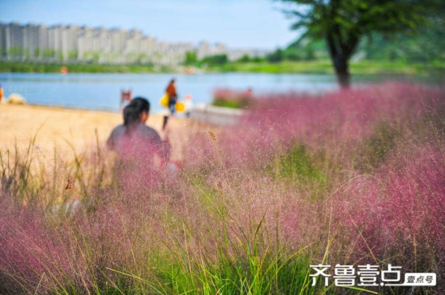 粉黛浪漫，去华山追一场绝美秋色