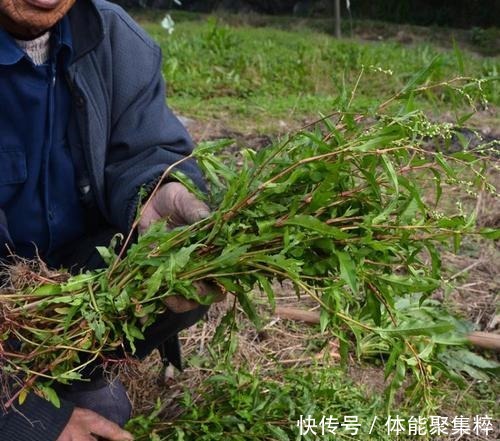  酒曲认识吗路边撸一把野草，就能做成功，自制甜米酒必备