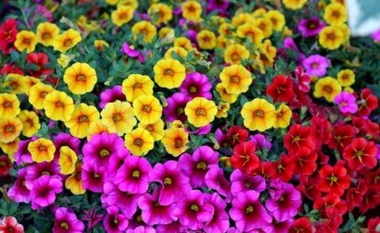 夏天家里养此款花,花期长花量大,花大色艳很漂亮,谁养谁爱