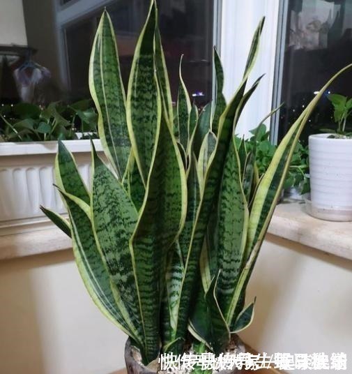 不会给虎皮兰浇水,只需记住“4个字”,叶片宽又厚,爆满一圈芽!
