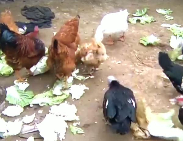 重疾|女子帮丈夫杀鸡之后失去意识，竟患上了致死率40%的重疾