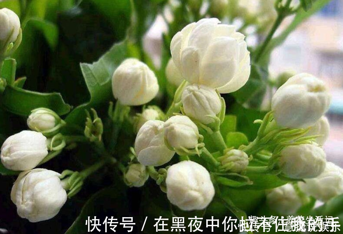 观赏性|茉莉花怎么养学会“3个”方法,枝条健壮叶子绿,花朵洁白繁多