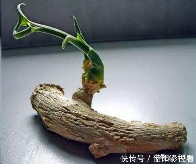 教你在家种生姜，掰个小姜芽，夏天埋土里，不出两个月长成山
