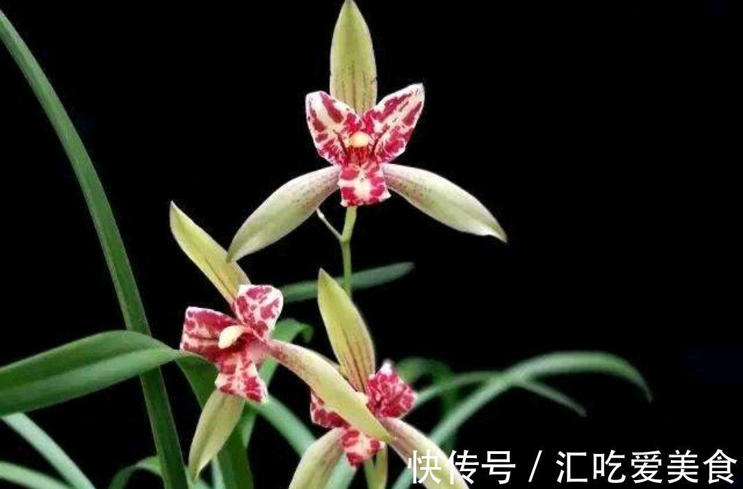 北方养兰,太难,这些技巧一定重视