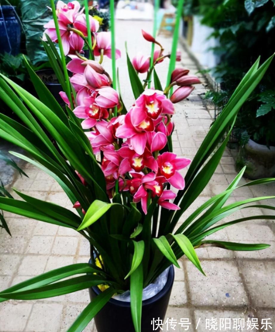 农历九月十八霜降后，养什么花？家里养3种花，生活快乐万事顺意