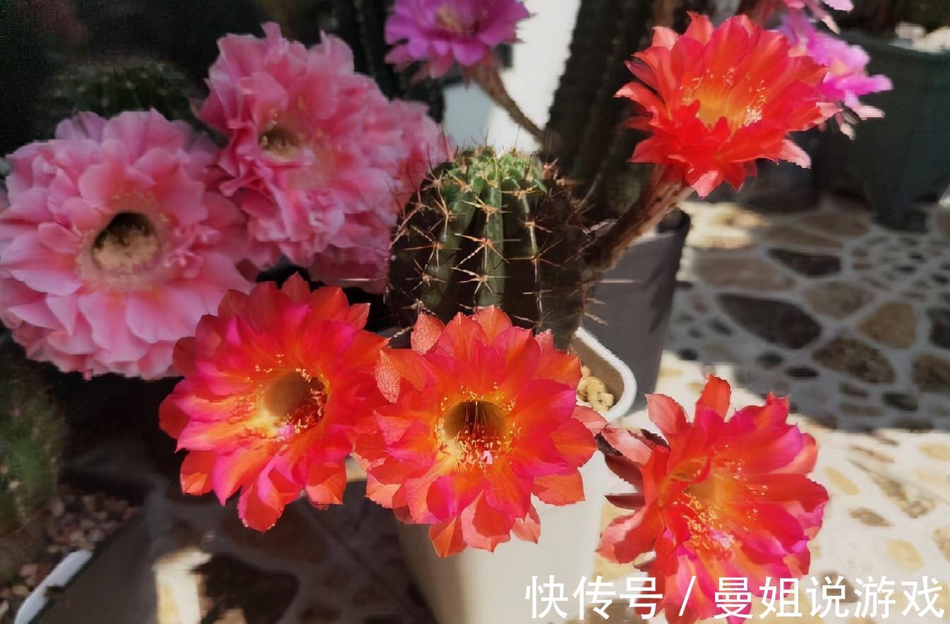 球体|冬季养仙人球的2个技巧,越长越壮,顺利过冬花多色艳