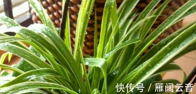 养花不需要经验,自制3种“生根溶液”,养啥花都能“旺”!