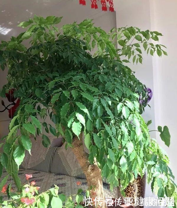 通风度|幸福的家里,就该养盆“幸福树”,四季常青,9月开出幸福花!
