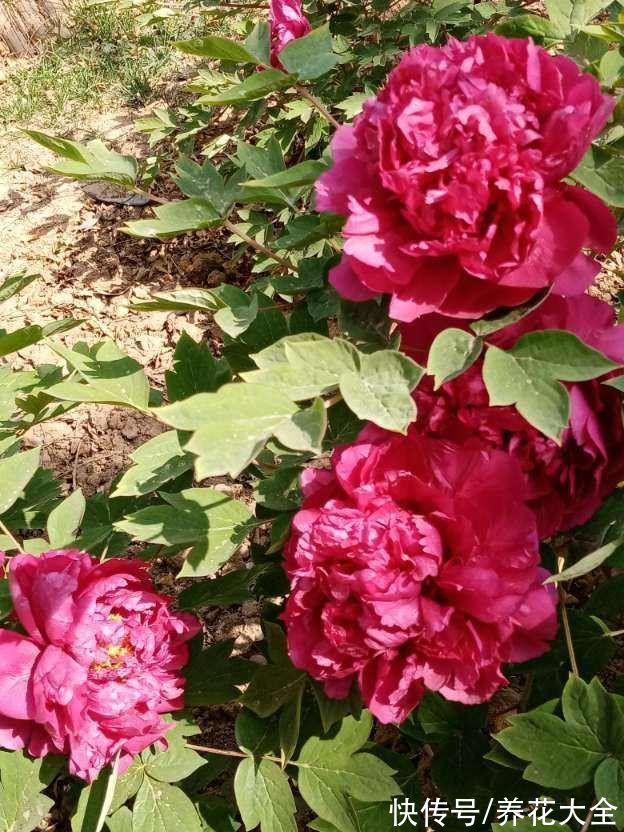 “过年赏牡丹，富贵又平安”，网上买的牡丹开爆了，真爽