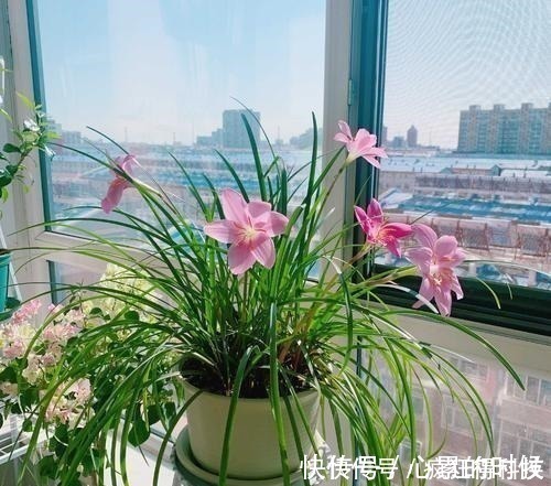 叶片|这3种花不开花像野草,很多人都以为是野韭菜,开花后令人惊喜