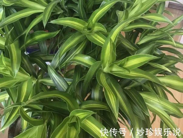 植物|修剪吊兰、发财树、长寿花,就参照割韭菜,半个月一茬刚好!