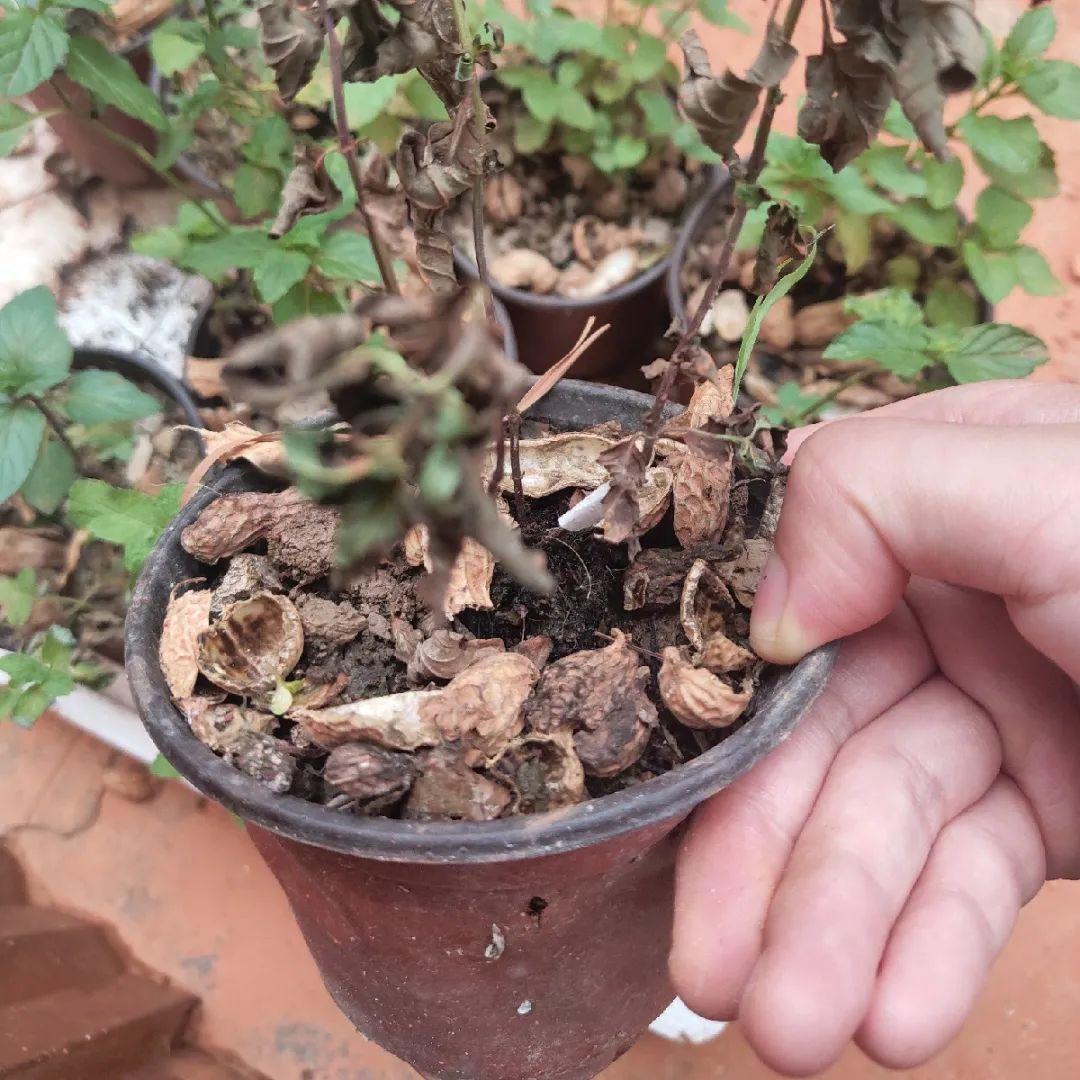 4种养花夺命水,秋天不要浇,一浇花就死!