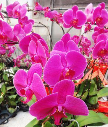 比香水都好闻的盆栽,养一盆,家里芳香四溢