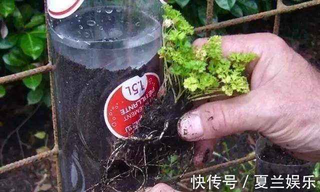 捡回7个塑料瓶,养成空中菜园,变废为宝,吃上绿色蔬菜