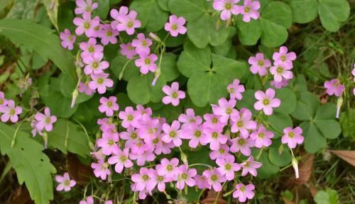 垂盆草|3种野草种盆里,长成漂亮小盆栽,人人见了都喜欢,颜值不输绿萝