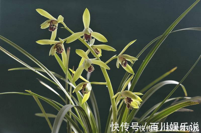 养护|兰花夏天怎么养教你3个养护小妙招,兰花安然度夏,叶子不发黄