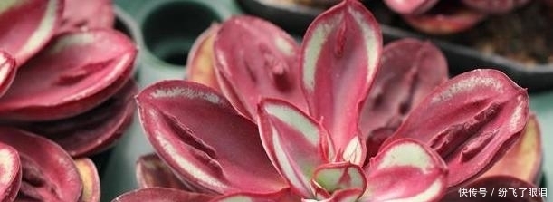 温度|如何让多肉变成糖果色?从4方面下功夫,个个不再带“菜色”