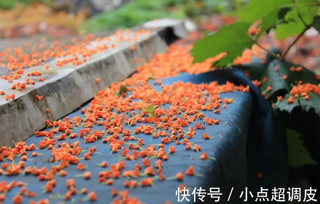 灵隐寺|周末天气不错，这份赏桂地图快收好