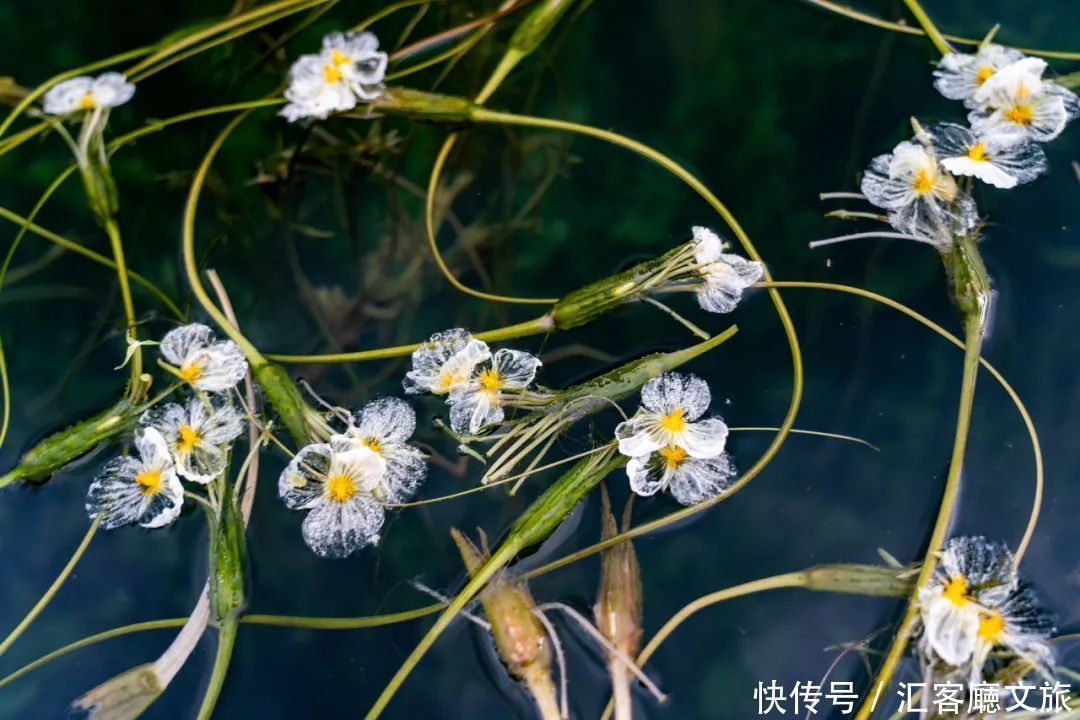 泸沽湖|这个“水性杨花”的地方，又美又好吃，每年有100万人抢着去