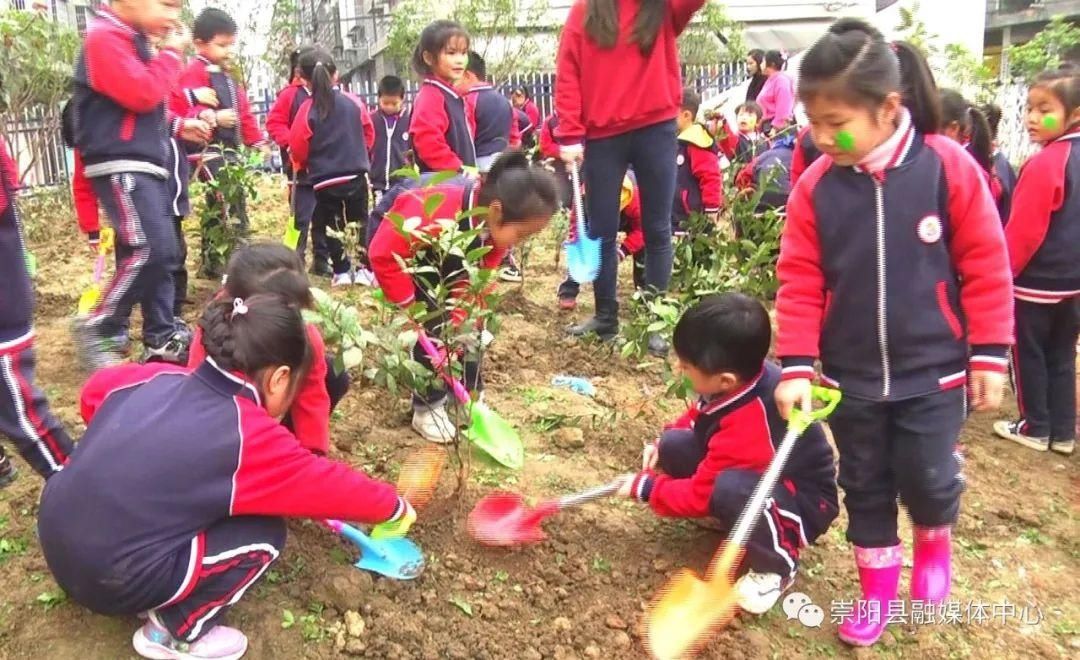 崇阳：幼儿园里植树忙 我与小树同成长