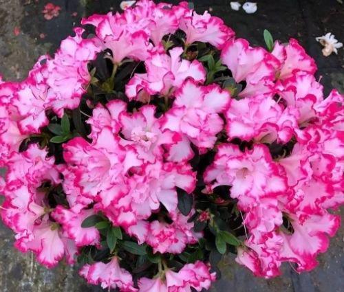 山茶花山茶花|6种花自带财运,好养易活不招虫,阳台开花变温馨小花园