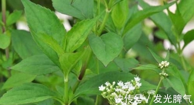 代科学|农村这5种抗癌野菜，见到了可别错过了，在城里有钱也很难买到呢