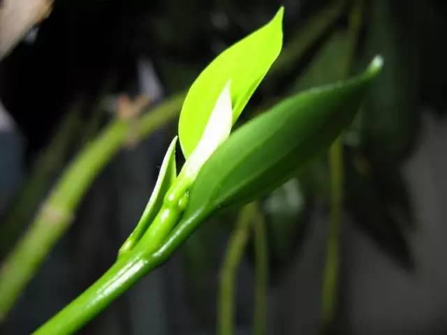 送给那些养花，却总是把花养死的人