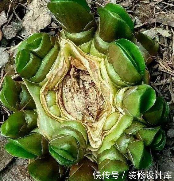 怎样让君子兰多开花?做好1件事,一盆10枝花