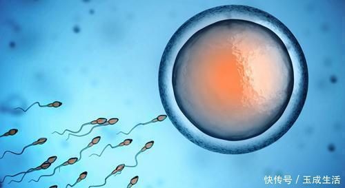 备孕|备孕要提前“三个月”,真的有科学依据吗4个问题关系胎儿健康