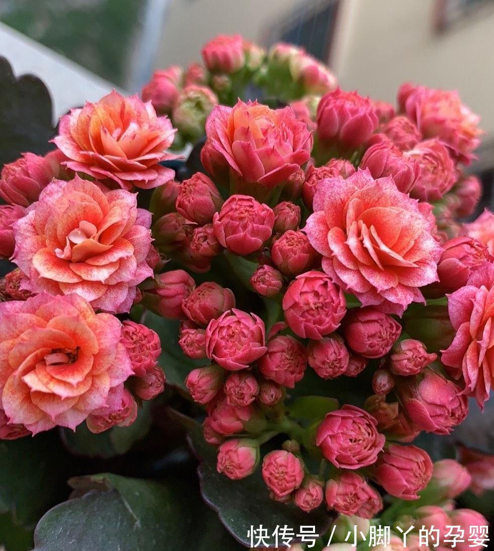 4种花,漂亮皮实又好养,用一片叶子也能扦插繁殖,绝了