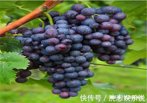 延缓衰老|女性到了中年，推荐常吃以下食物，延缓衰老，早吃早好