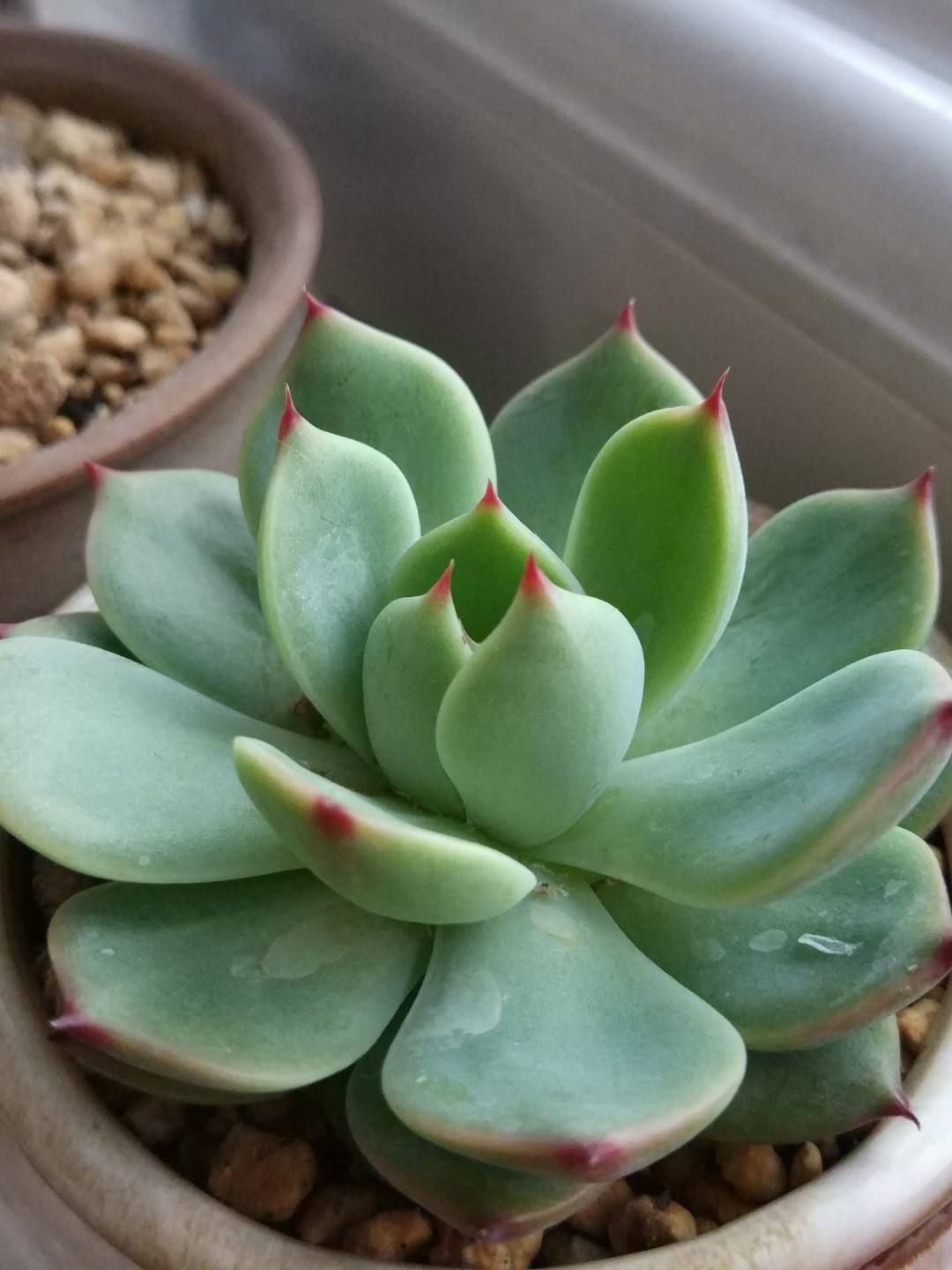 花友们|养花一定要会养根,根系长得壮,植物才有精神