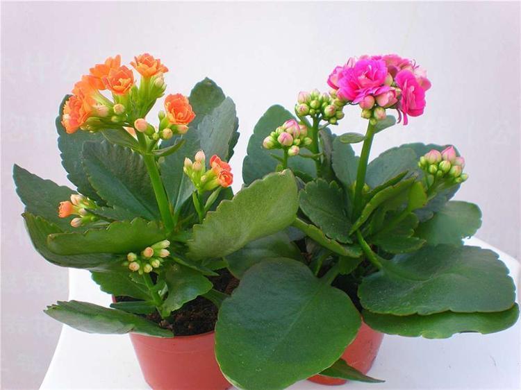 长寿花别买老桩,越老越不爱开花,教你一招复壮猛开花!